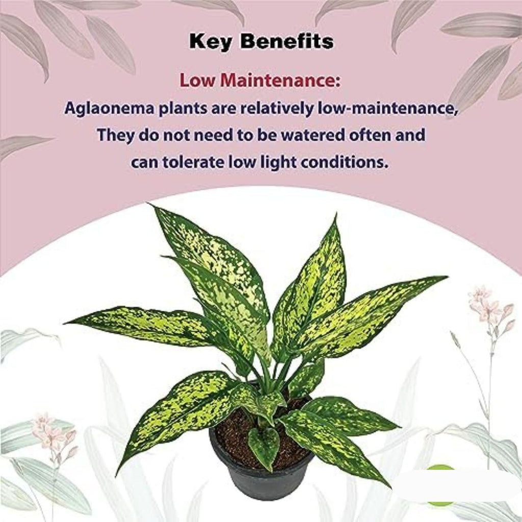 Aglaonema Snow White Plant